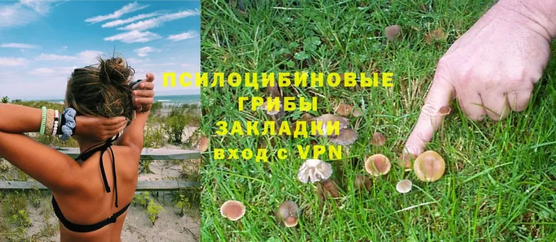 Галлюциногенные грибы Magic Shrooms  Михайловск 